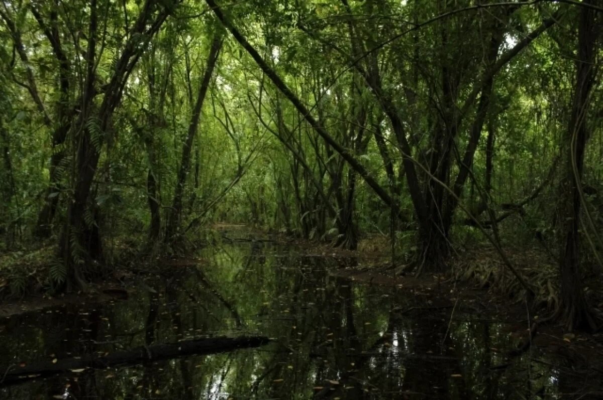    Спасатели Коврова искали грибника, который в итоге вышел из леса сам