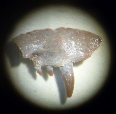 Часть верхней челюсти эозостродона.