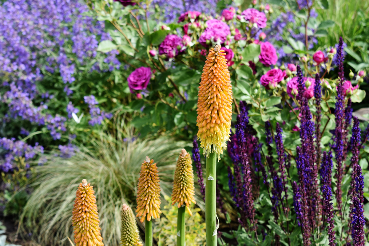 Оранжевое + фиолетовое в моем саду