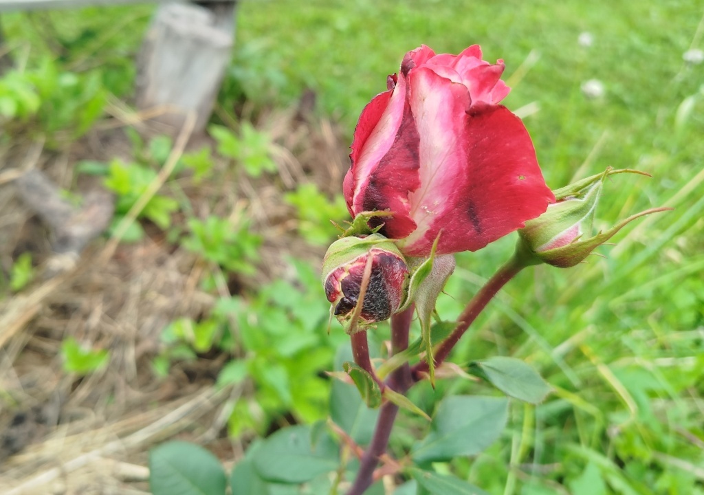  Роза болеет...