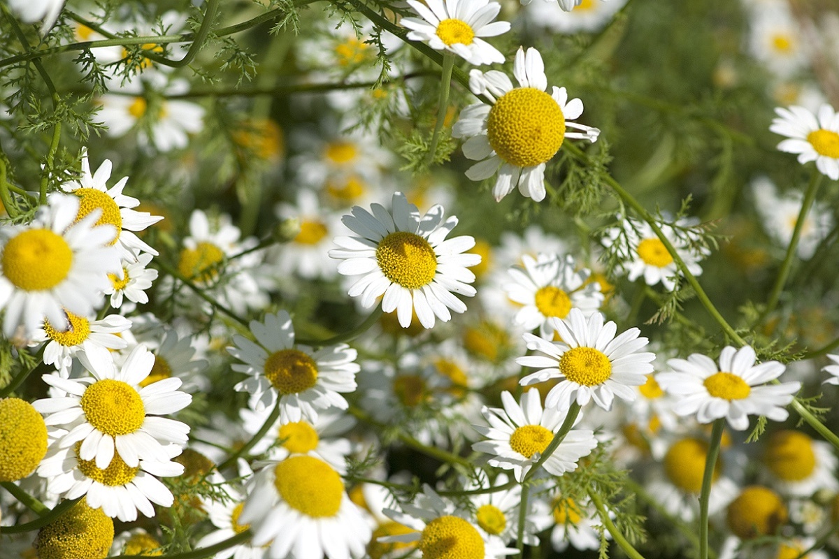 Manfred Ruckszio / Shuttersock / FOTODOM📷Цветок очень похож на ромашки, но отличия выдает окрас обратной стороны листьев