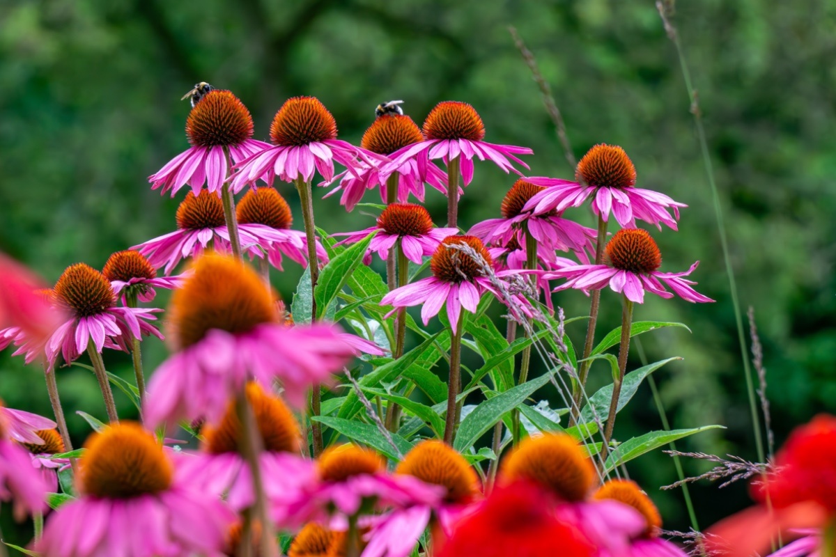 Adam bartosik / Shuttersock / FOTODOM📷Цвет лепестков варьируется от темно-пурпурного до бледно-розового оттенка