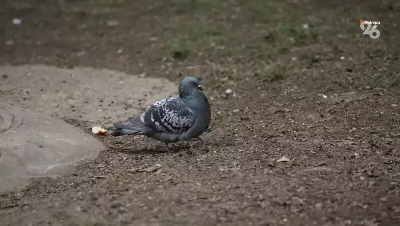      Фото: ИА «Победа26»