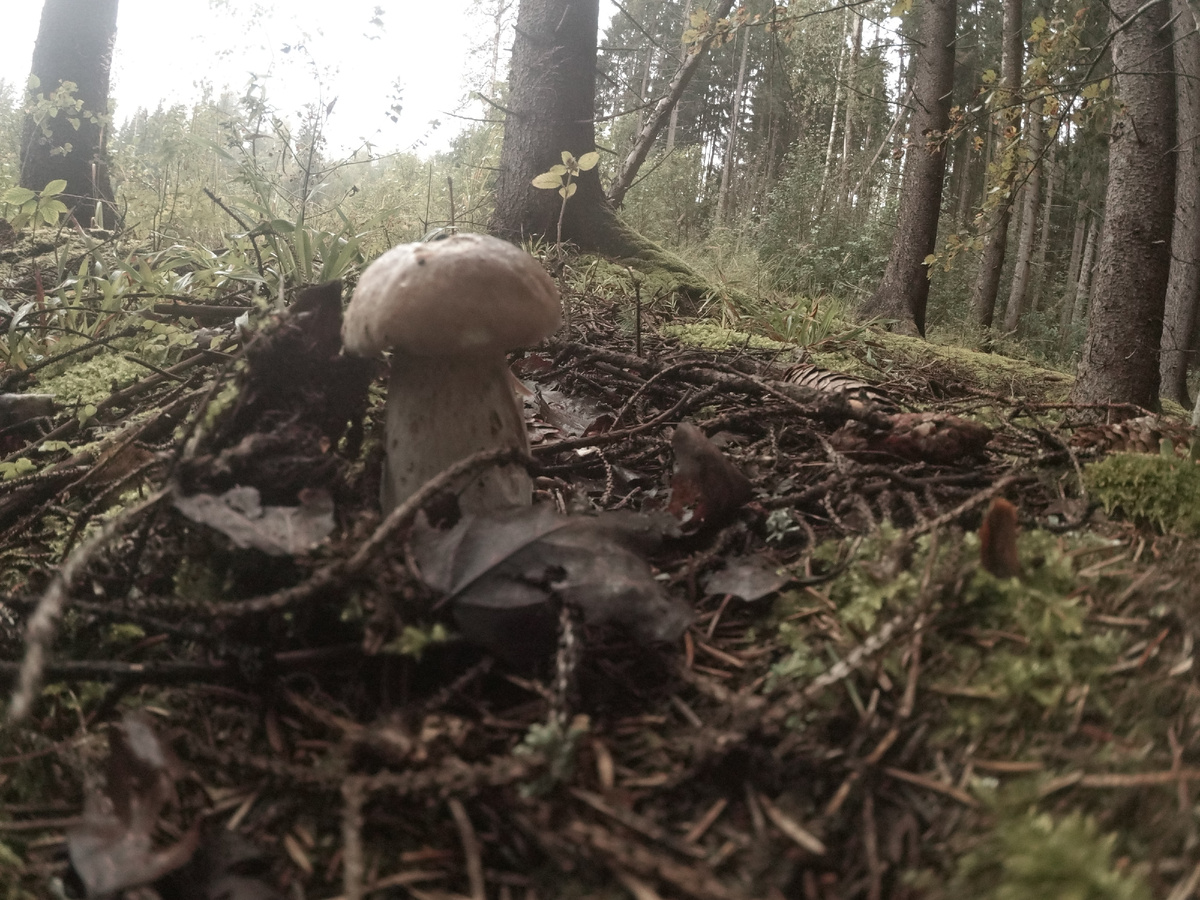 Понаделал много фоток. Хотя стоило и больше. Стал дома выбирать - не выбрал. Загружаю все (листайте вправо), но правда без постобработки