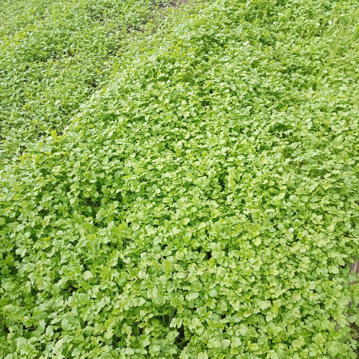 фото моё.Тут рос картофель