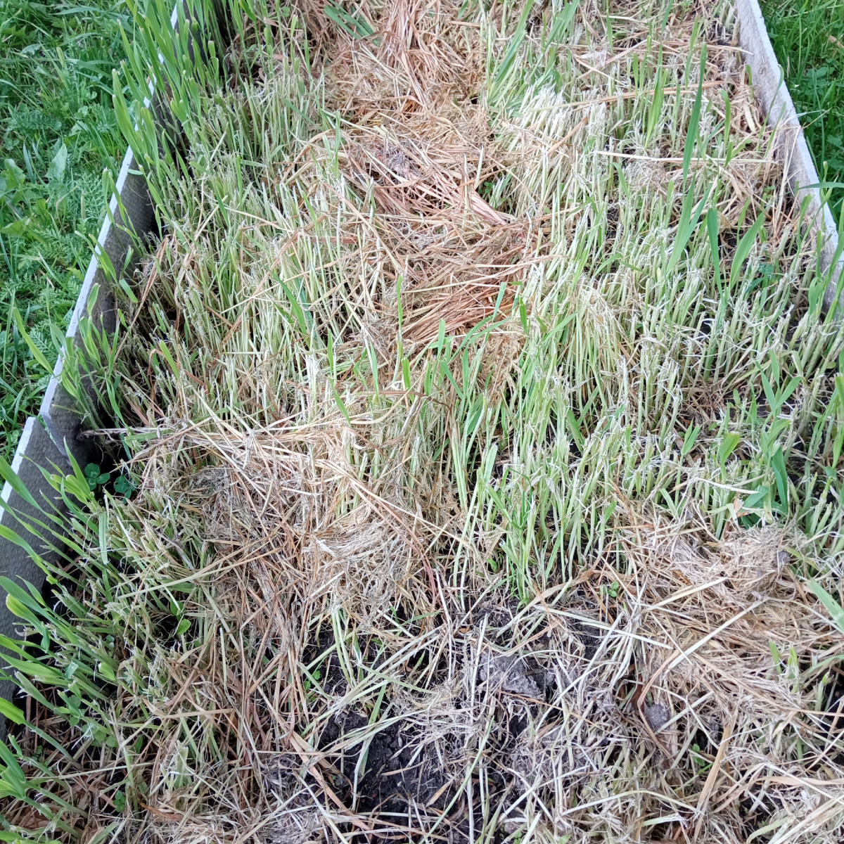 тут рос чеснок