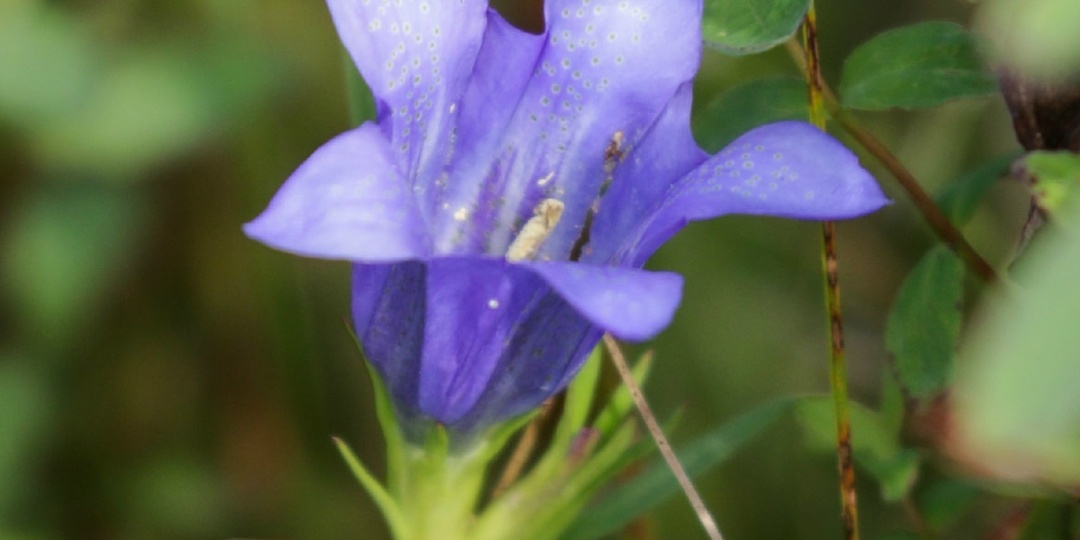 Гореча́вка лёгочная