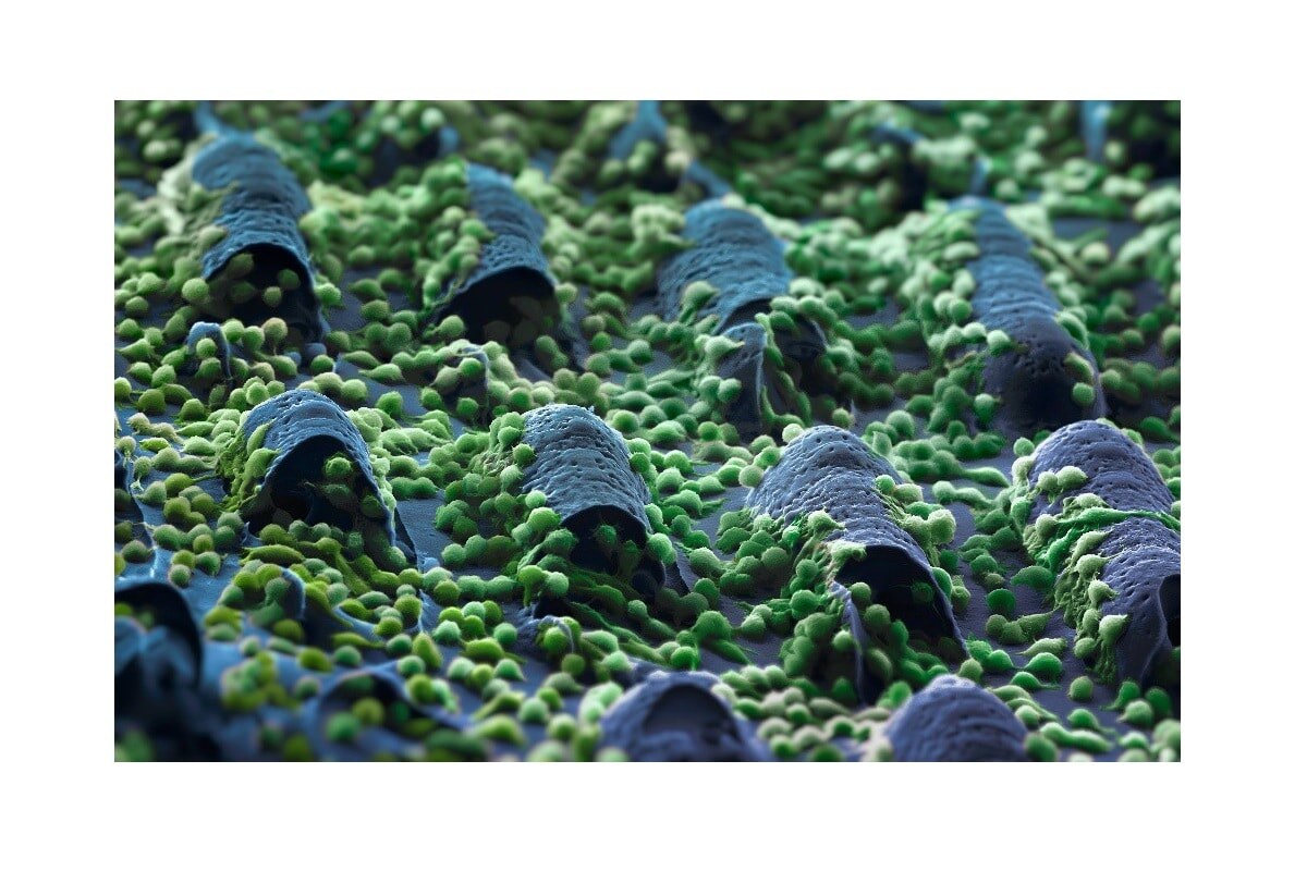    Клетки соединительной ткани на поверхности разработанного материала / © Lengert et al. / Applied Materials Today, 2025.