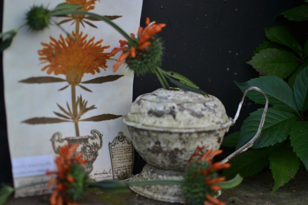 Леонотис пустырниковый и старинный гербарий с ним же