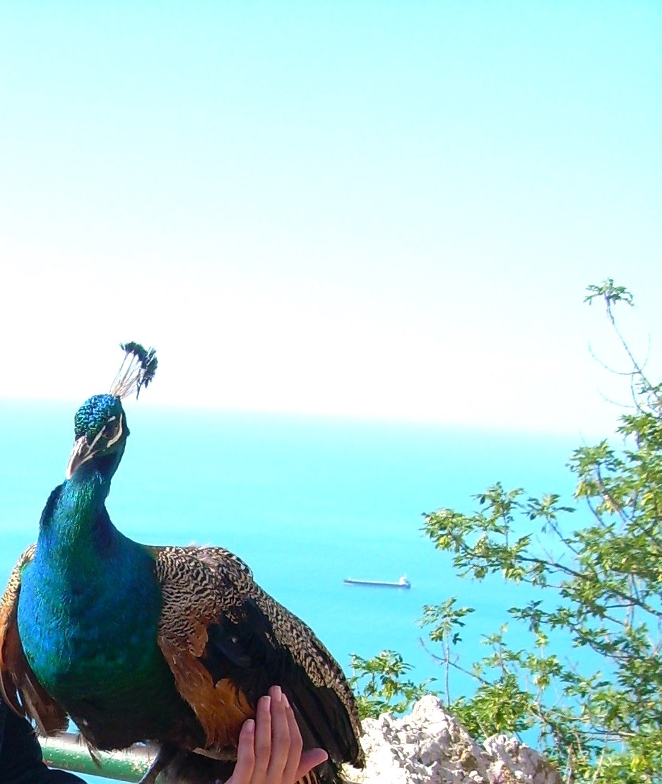 Павлин на фоне моря