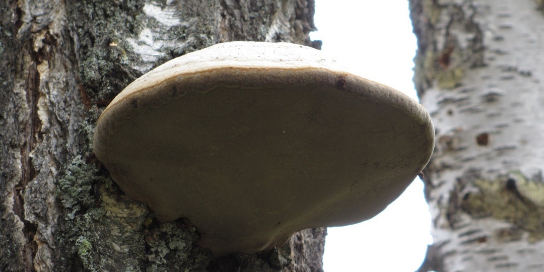 Целебная сила чаги: от иммунитета до профилактики рака