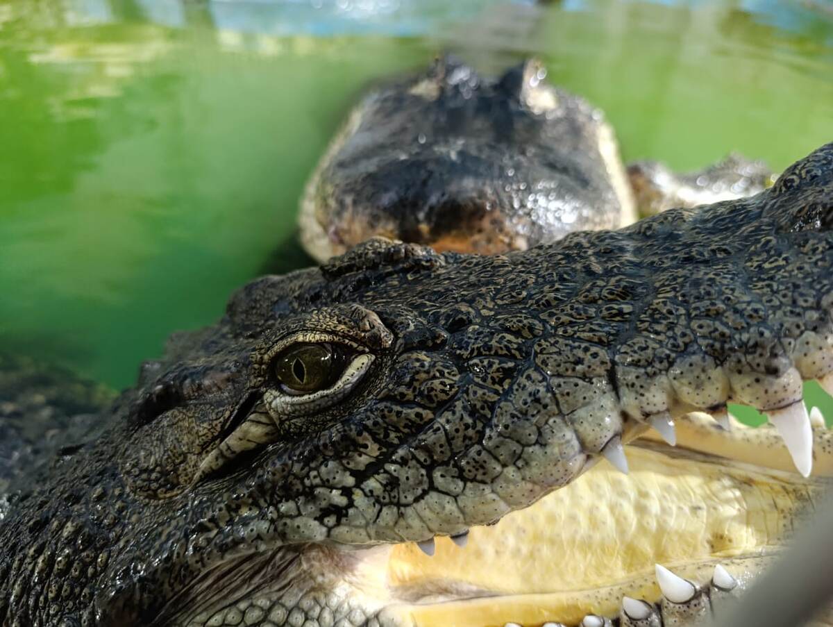 Ну чем вам не короли!?