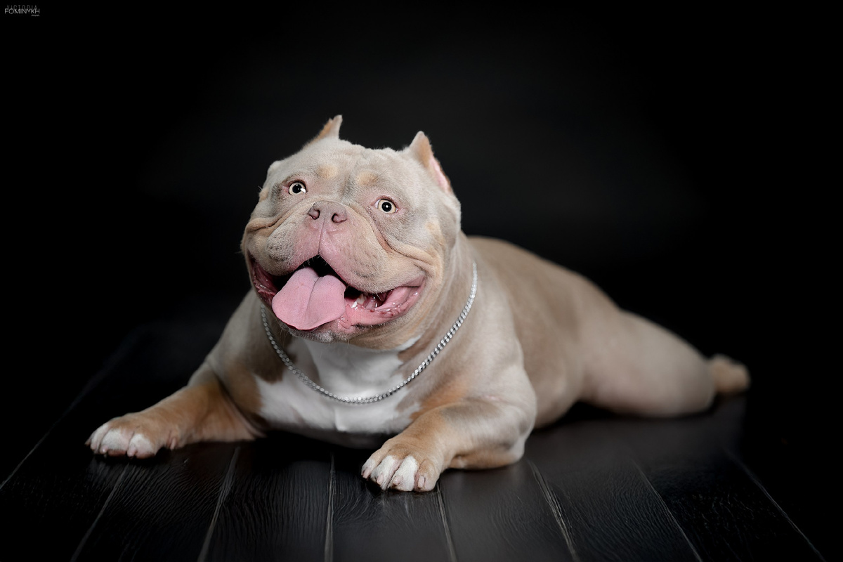 Американский булли Лейла, Абсолютный Чемпион России РКФ -2025 
