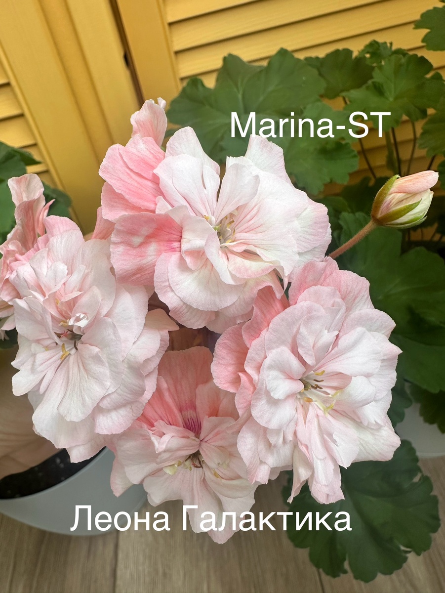 Цветение моей Леоны Галактики🥰