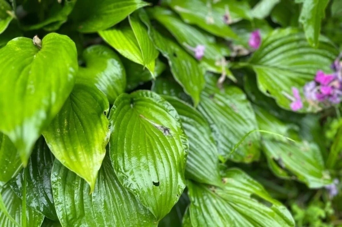    27 августа в Туле прогнозируют небольшой дождь и до +15