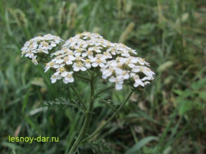 Тысячелистник обыкновенный