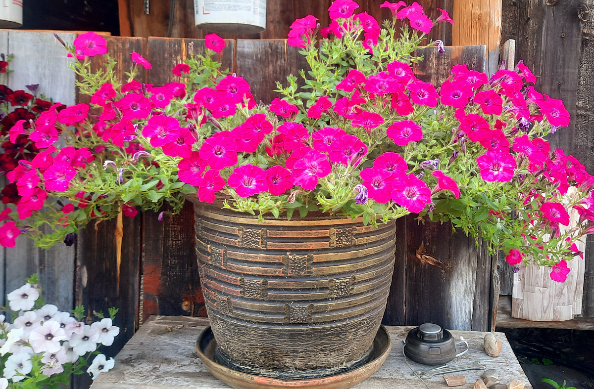 Тайдал черри фото моё 