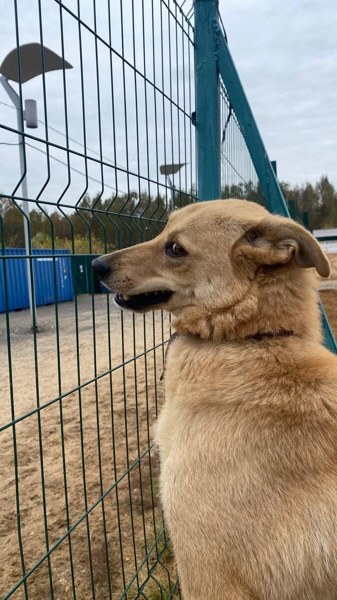 Вот такая загадочная, удивительная и даже обжигающая улыбка у этой собаки. Улыбка, завоевавшая наибольшее число голосов на нашем канале