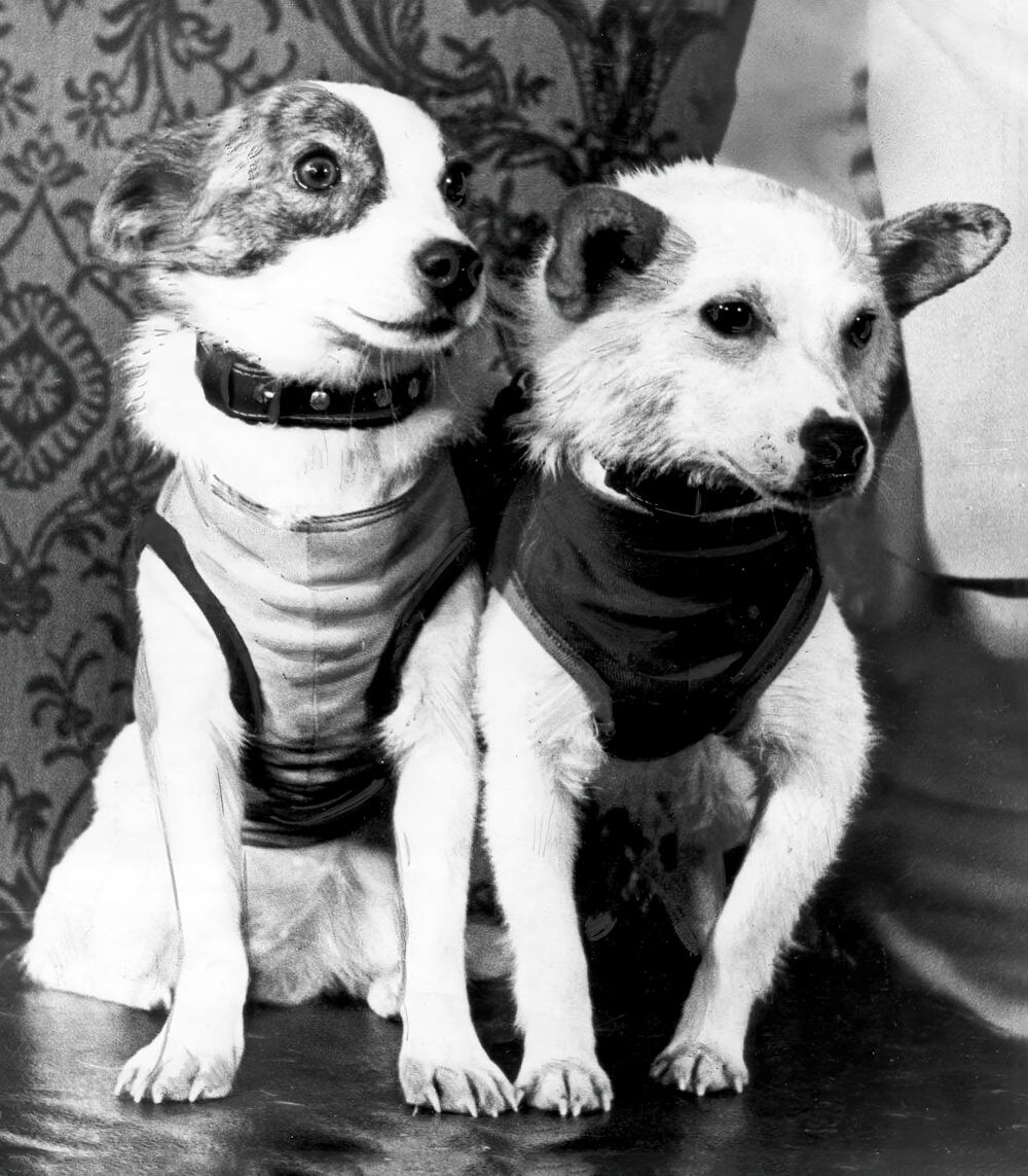 Собаки Белка и Стрелка после успешного полёта в космос.