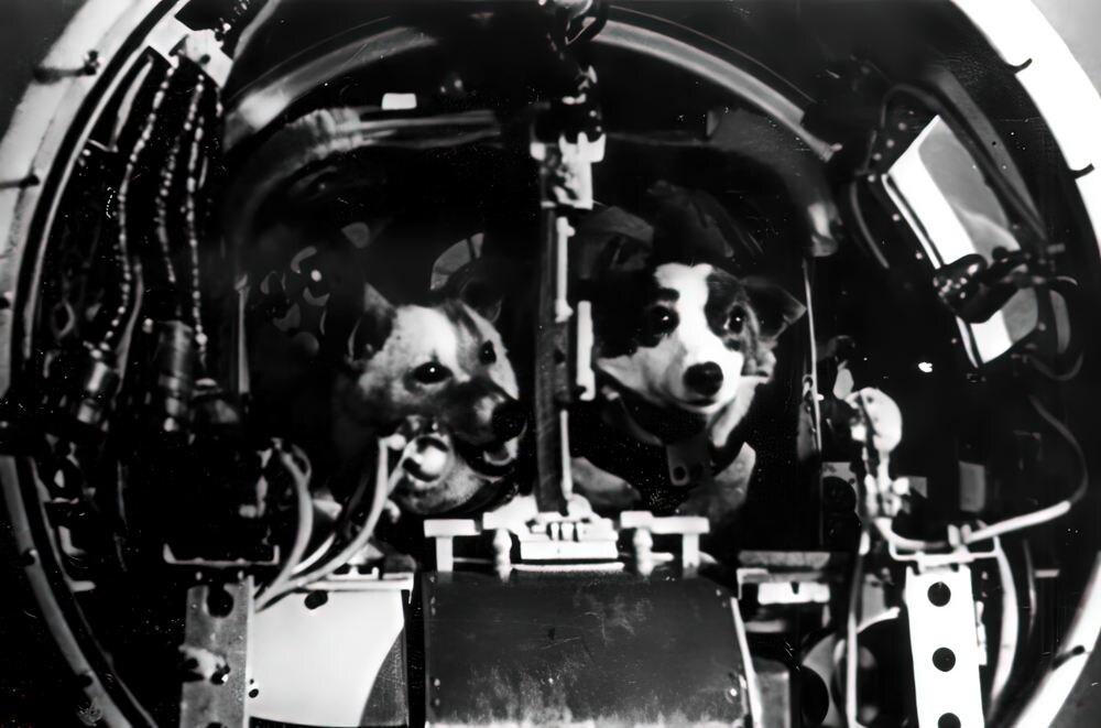 К полёту готовы! 19 августа 1960 года.