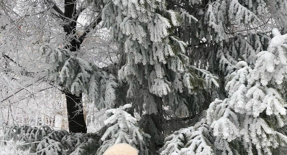 Какой будет зима 2025–2026 в России, рассказали синоптики