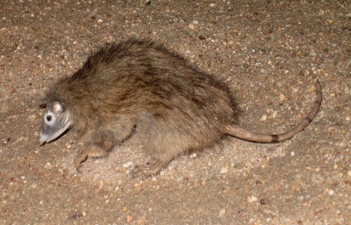 Реконструированный внешний вид томасии.