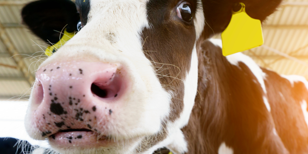 Ученые нашли способ улучшить продуктивность и метаболизм коров с помощью бобовых