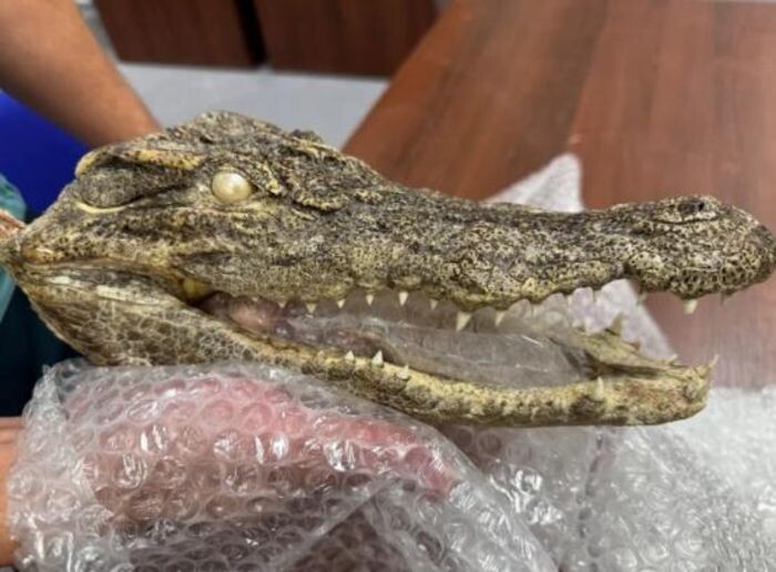 Иллюстрация: Федеральная таможенная служба