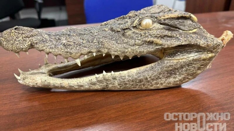     Голова крокодила. «Осторожно, новости»