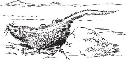 Возможно теротеин.