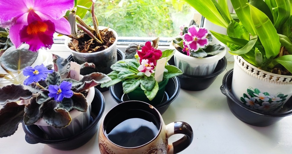 Ставим на подоконник кружку с водой: Зачем, кто знает?