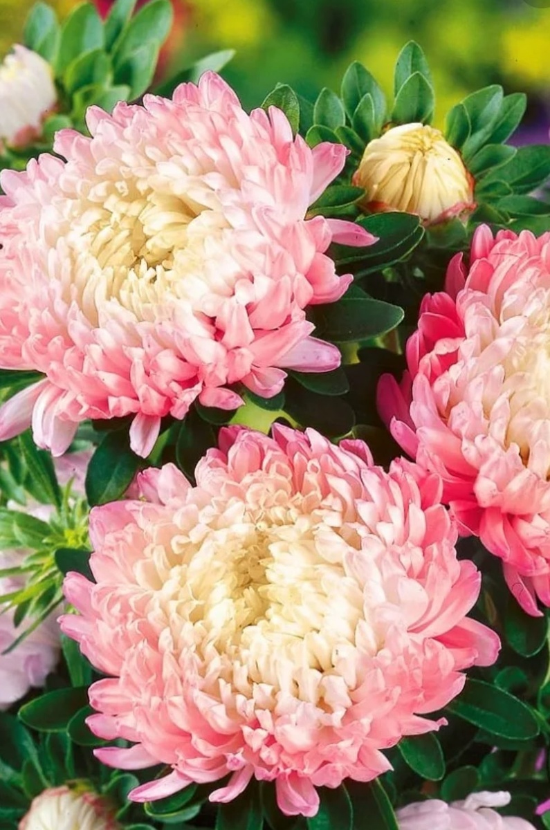 Август - астры. 