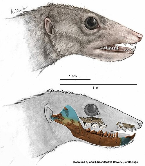Реставрация прижизненного облика+ найденный материал.