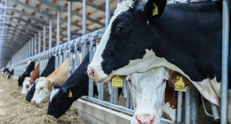    Медиасток.РФ