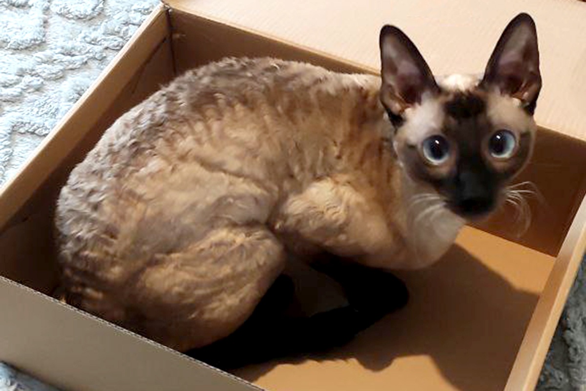    Коробка - важный элемент кошачьего быта, влияющий на психологическое и физическое состояние животного. / РГ