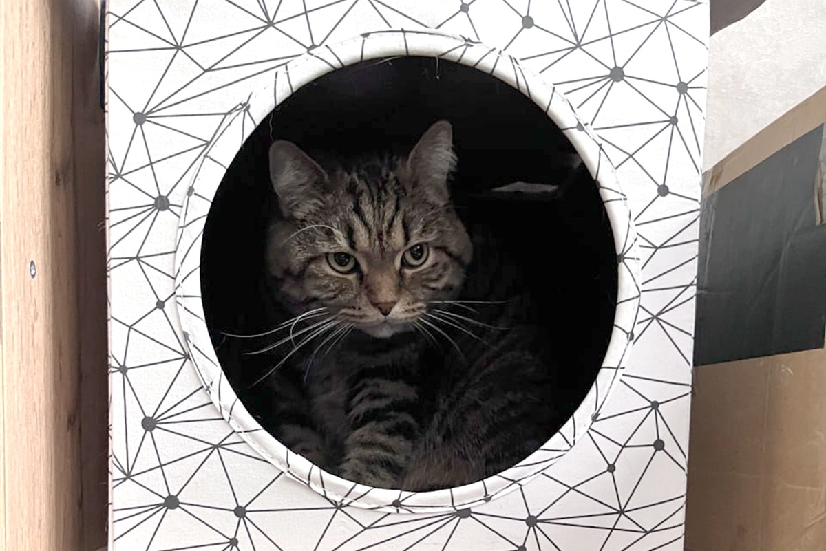    Любовь кошек к коробкам, - это, в первую очередь, инстинкт безопасности. / Фото: Иван Лексунин