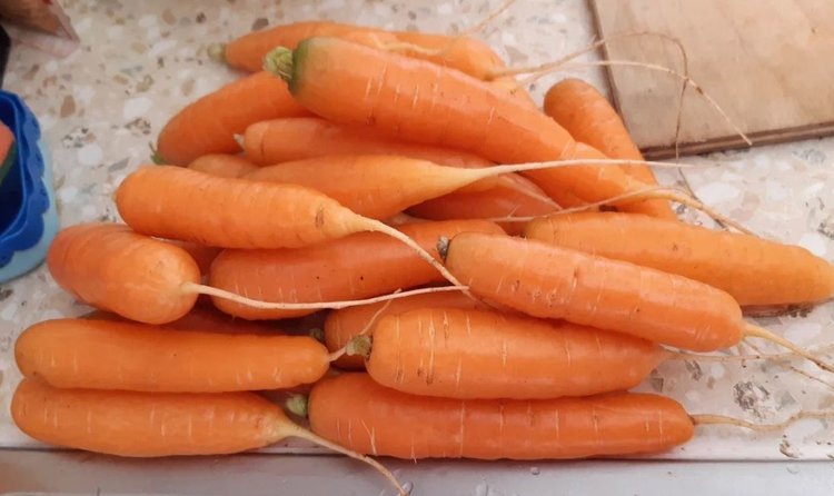 Салат из моркови на зиму – 5 рецептов кулинарного чуда из обычного овоща