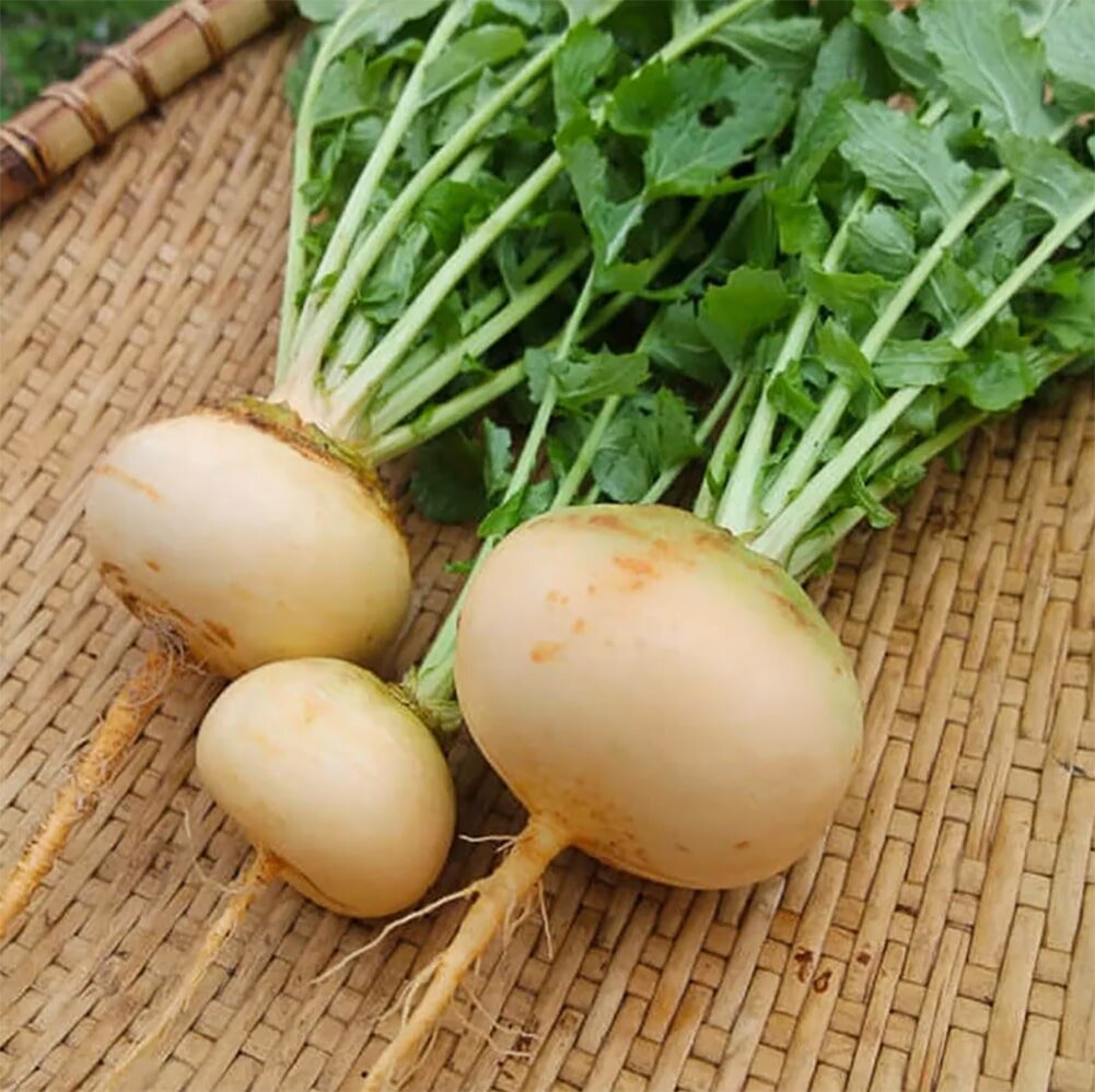 Репа сорта "Петровская 1" - до сих пор выращивается в северных деревнях. Устойчива к холодам, не грубеет и даёт сладкий вкус даже при поздней посадке.