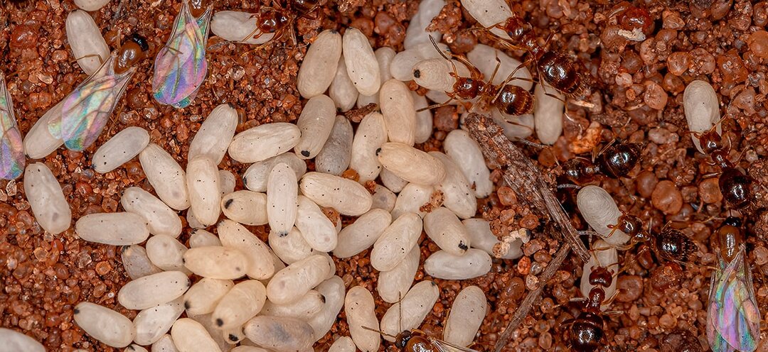 Борьба с муравьями в конце лета: проверенные методы и профилактика