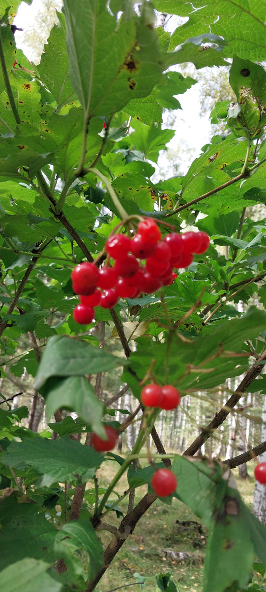 Красные кисти клонит калина, краски костром калины кипят...