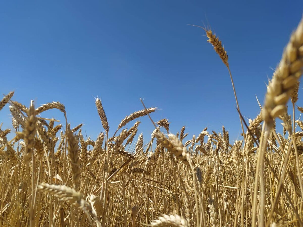     2,9 млн тонн зерна — намолочено к концу уборки в Курской области