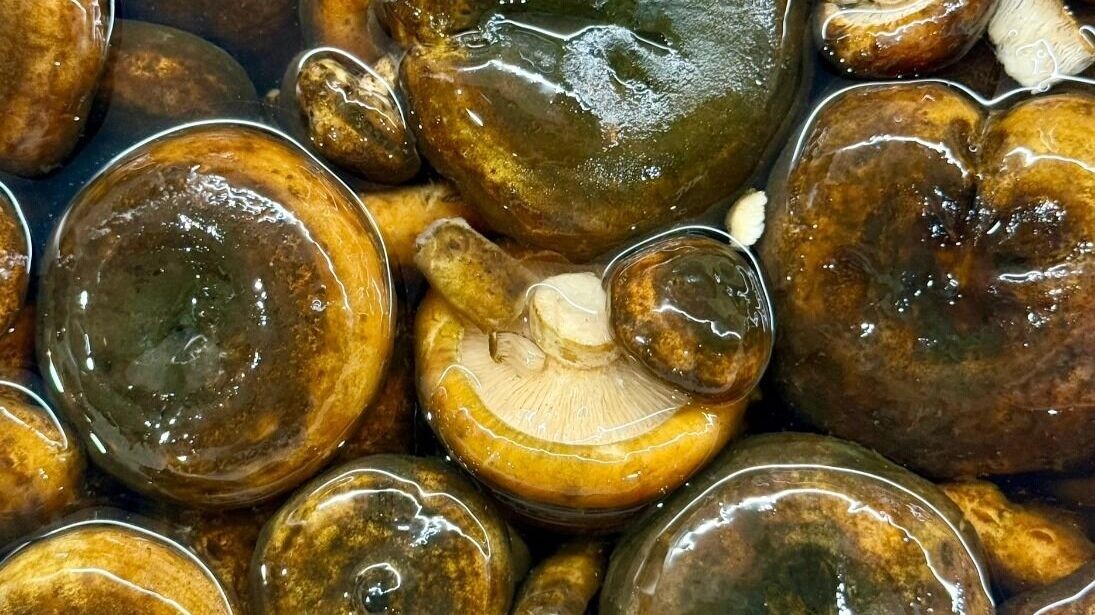     Автор: Снежана Н. Источник: vk.com/gribmestann