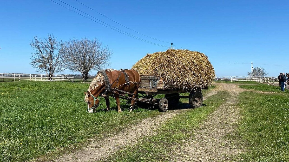    Фото: телеканал «Краснодар»