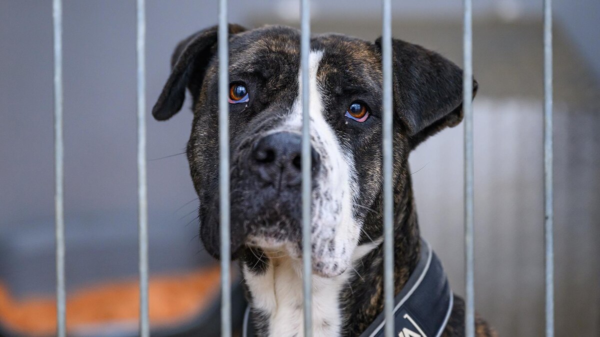    Фото: Patrick Pleul/globallookpress.com