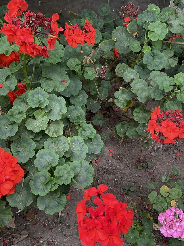 Фото: Лицензия - CC0. Пеларгония