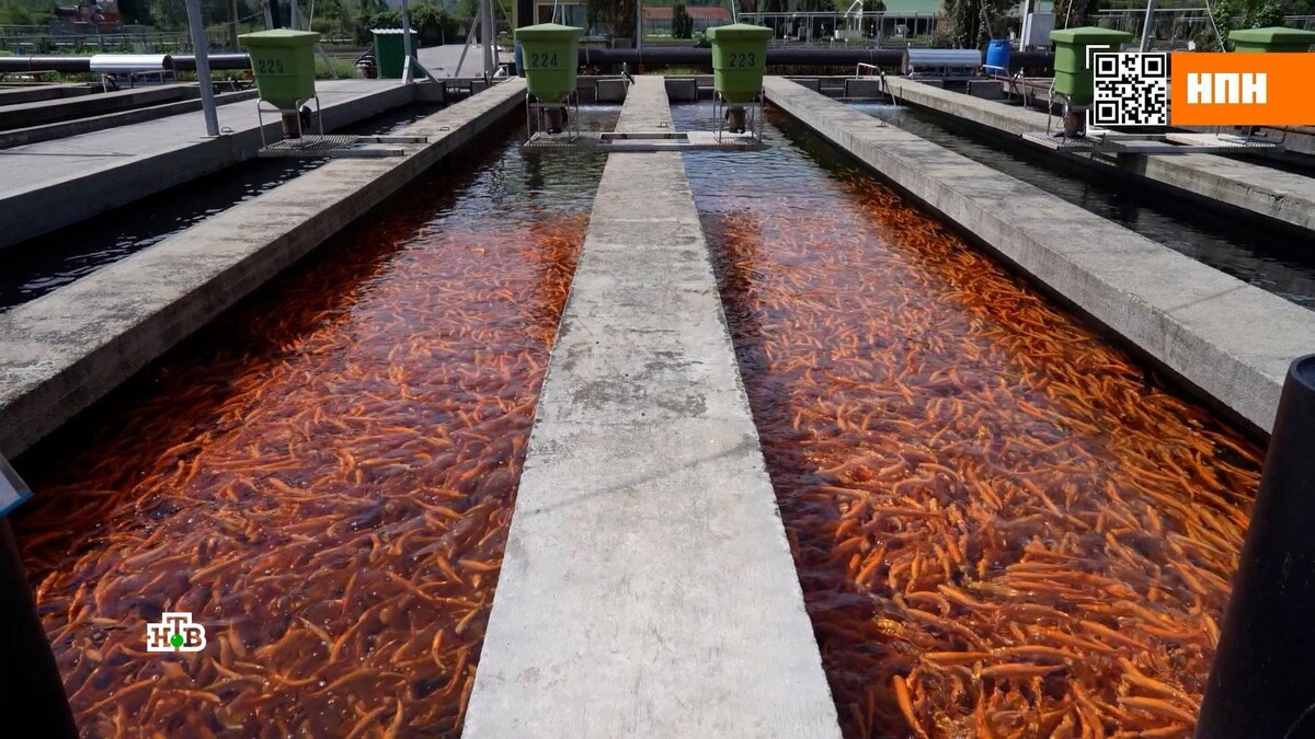    Как в России импортозамещают разведение красной рыбы