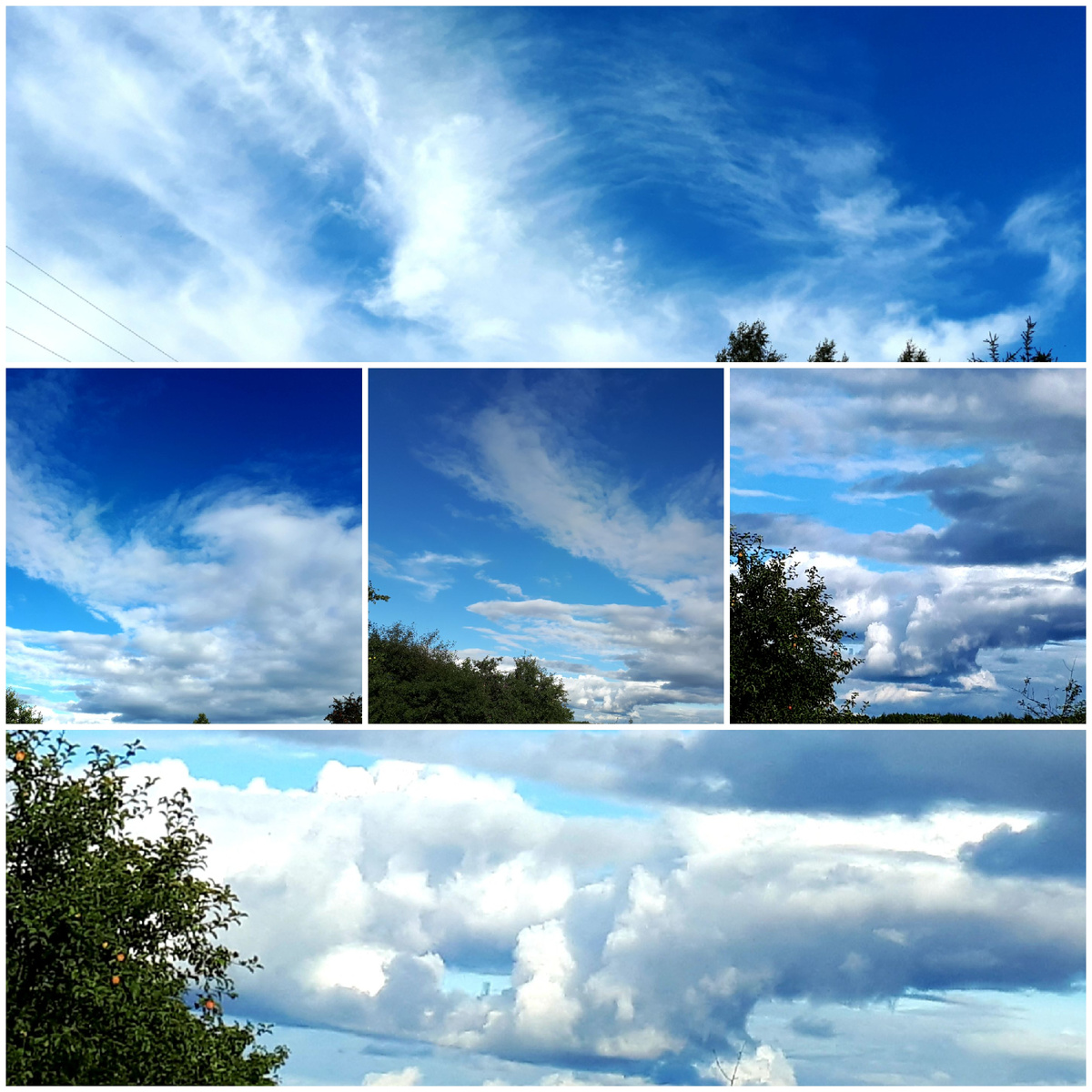 Коллаж автора 26.08.2025г.