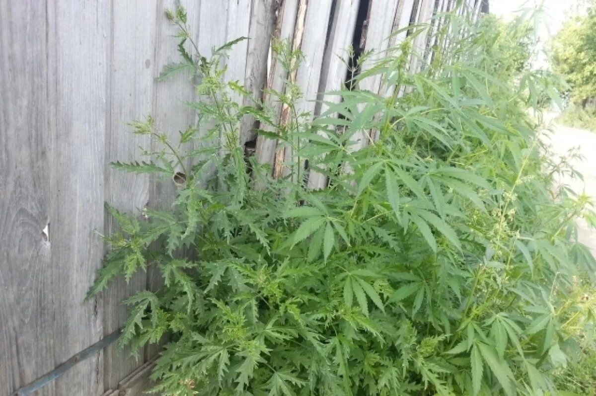    Новоаннинский огородник-любитель получил срок за выращивание конопли