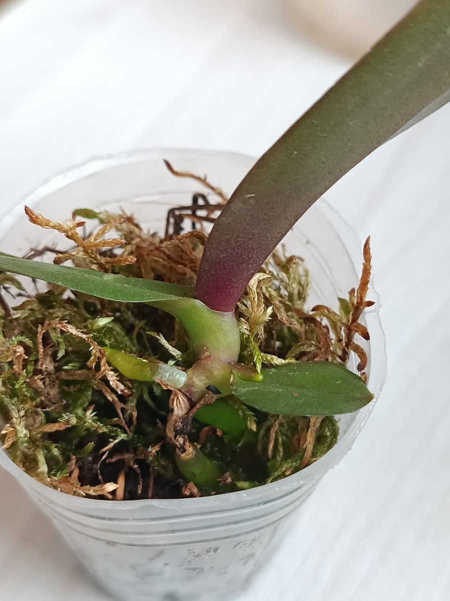 Новые корешки у фласочника