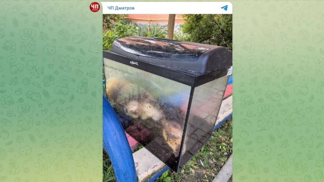    Телеграм-канал "ЧП Дмитров"